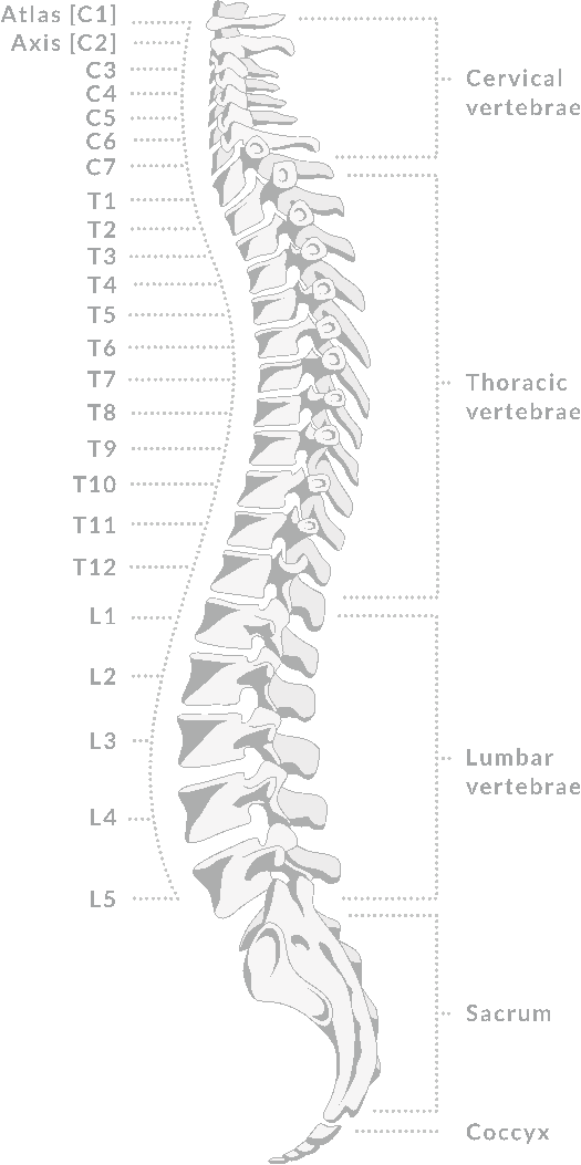 human skeleton back vertebrae